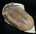 Large Asaphus Punctatus Trilobite #6447-3